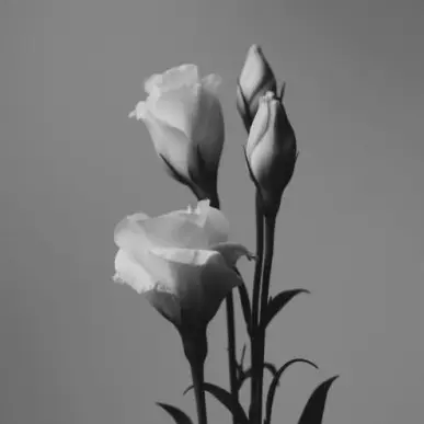 Sunsnow의 너가 사라지면 좋겠어.