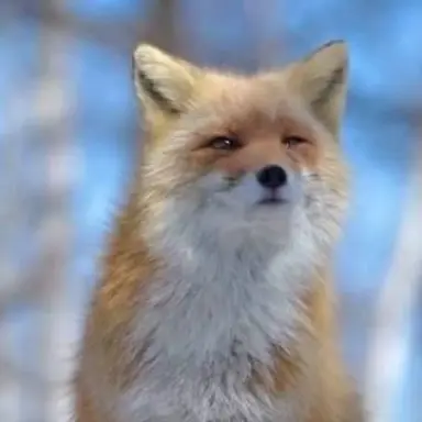 Profile image of 여우