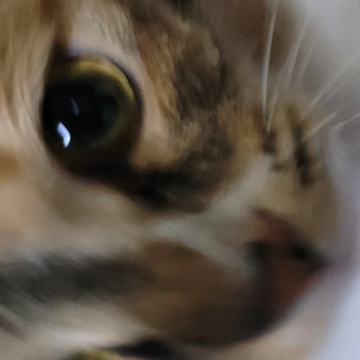코코;