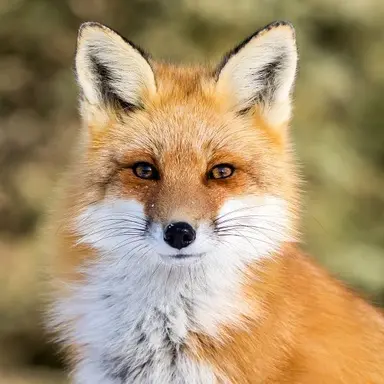 Profile image of 시노야마 코하루