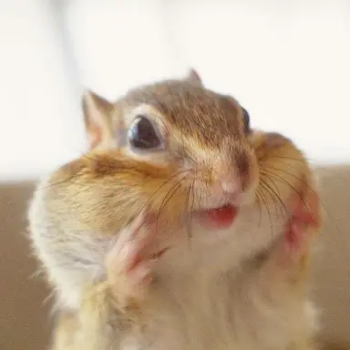 Profile image of Hongjoong