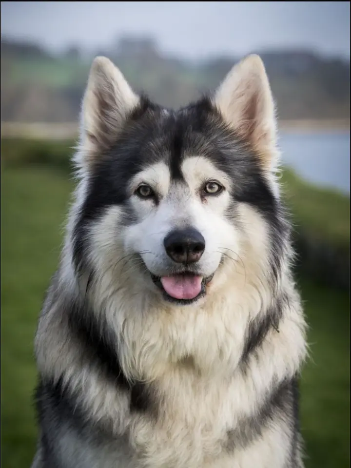 Scene_kidXD의 Your in your living room with your husky