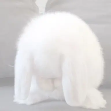 Profile image of 토리