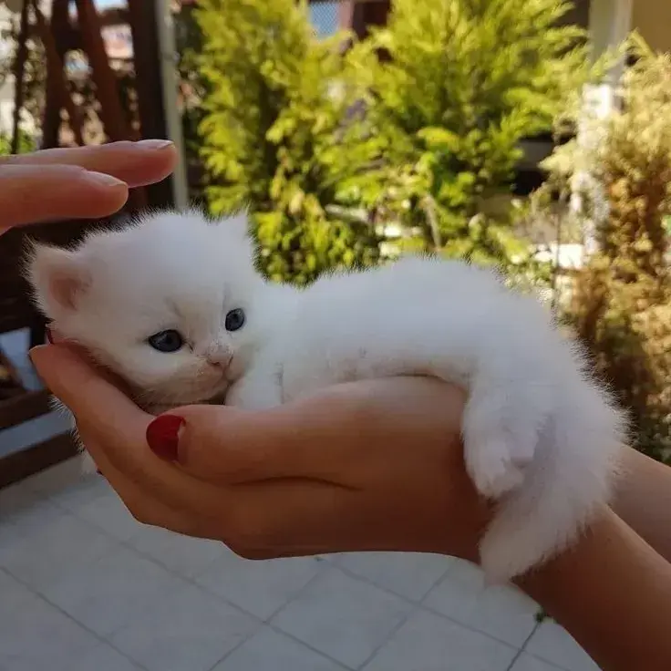 FieryKiwi5160의 Mochi