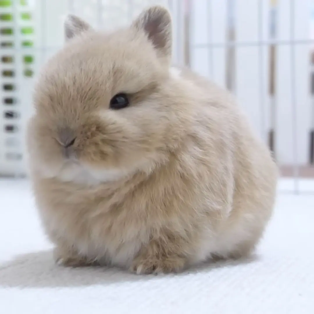 Bunnyloveruser의 아기토끼