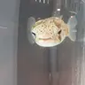 Profile image of こんのすけ