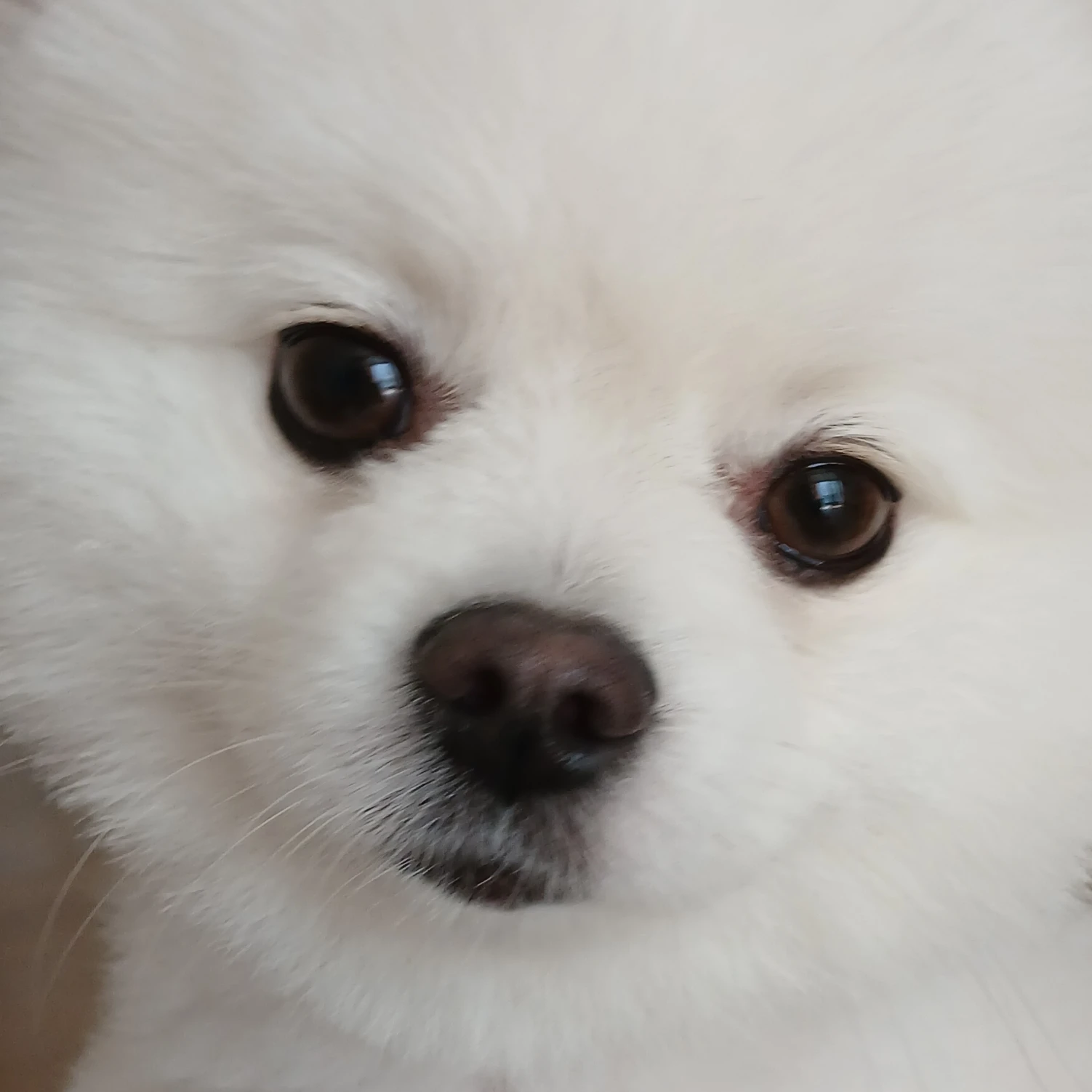 감자
