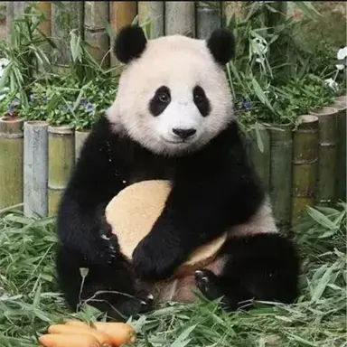 Profile image of 푸바오