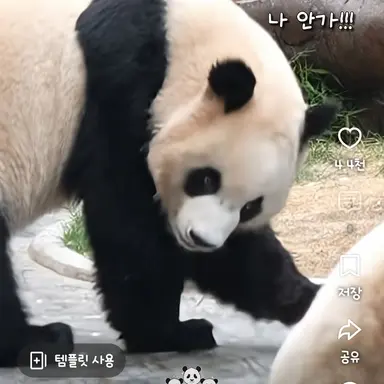 Profile image of 루이바오
