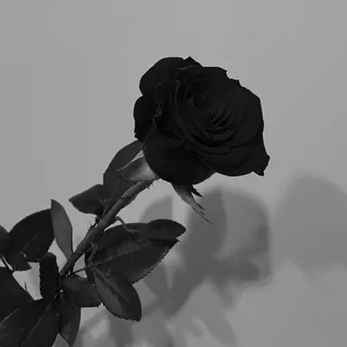 Profile image of 김종인