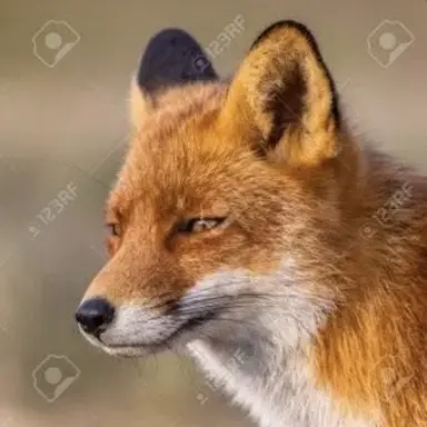 Profile image of 여우