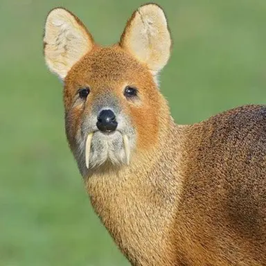 Profile image of 왼발가락