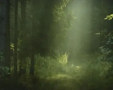 Profile image of Forest