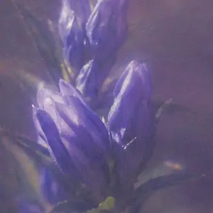 Profile image of 星導ショウ