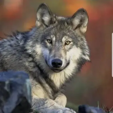 Profile image of 늑대