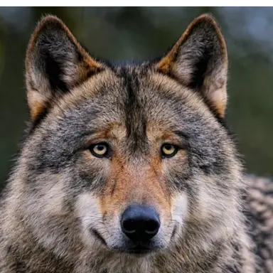 Profile image of 늑대