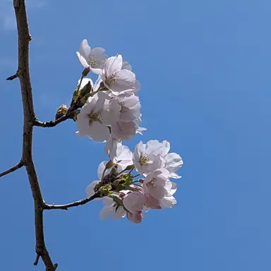 Profile image of テテ