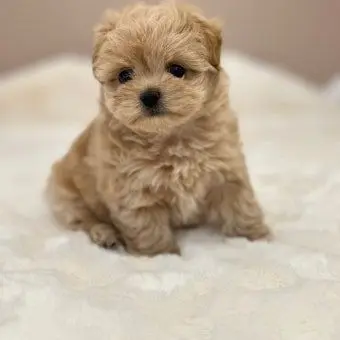 Profile image of 애기