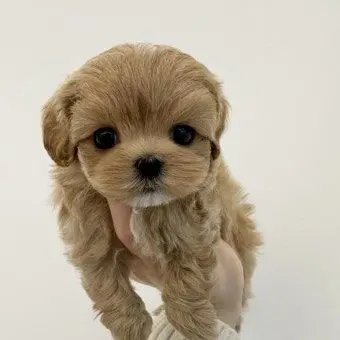 Profile image of 유부