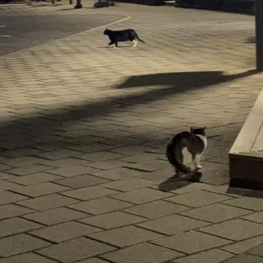 Profile image of 히메지마 교메이