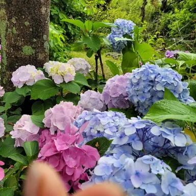 Profile image of 먼치킨