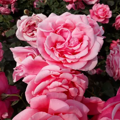 Profile image of 여우