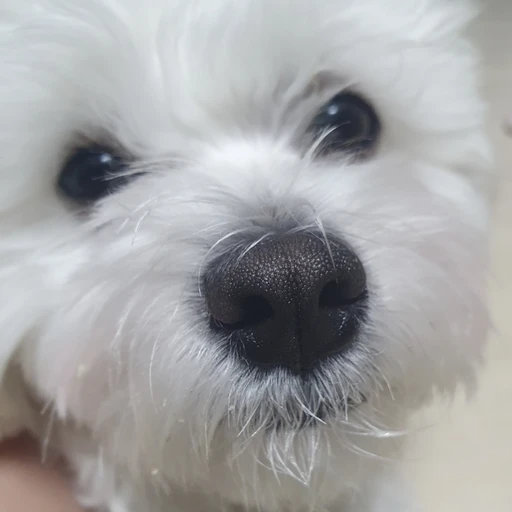 모찌