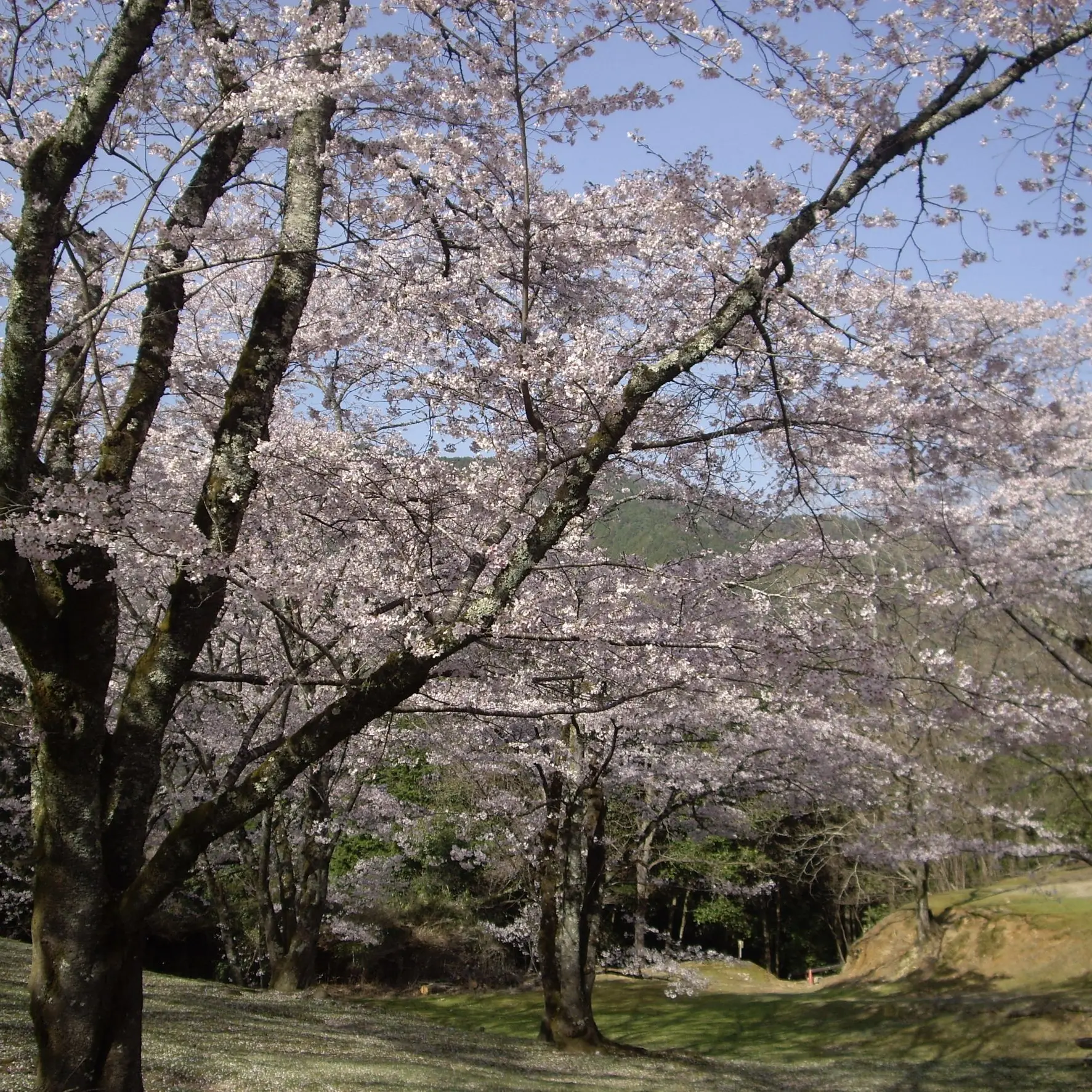 InlandStew4979의 マネージャーなのに…嫌われた…