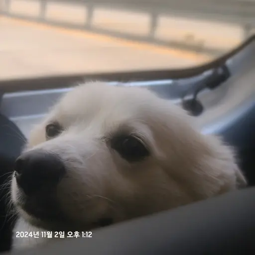 PastelViola9084의 사춘기 온 레오