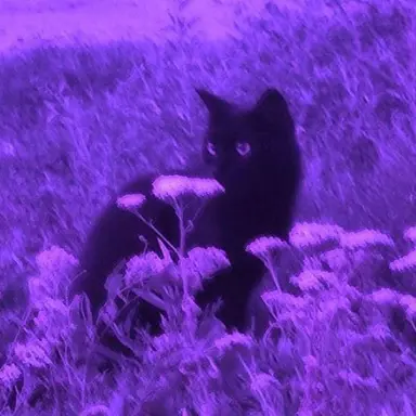 Profile image of 野口衣織