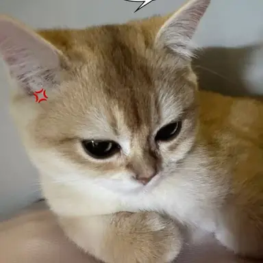 Profile image of 강해린