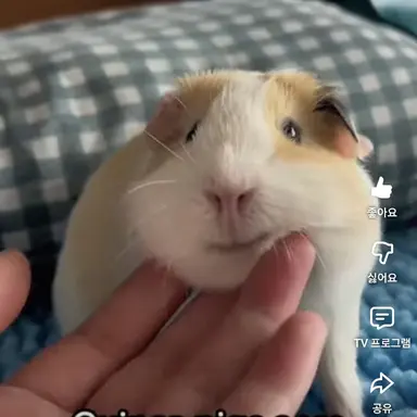 Profile image of 여우