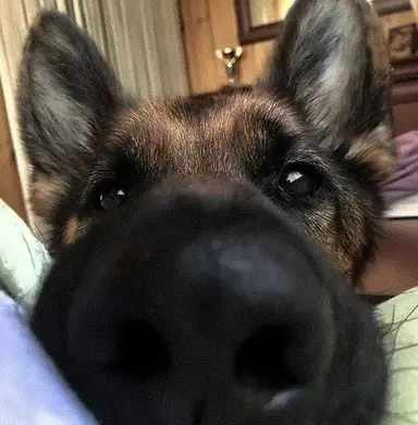 Profile image of Ace