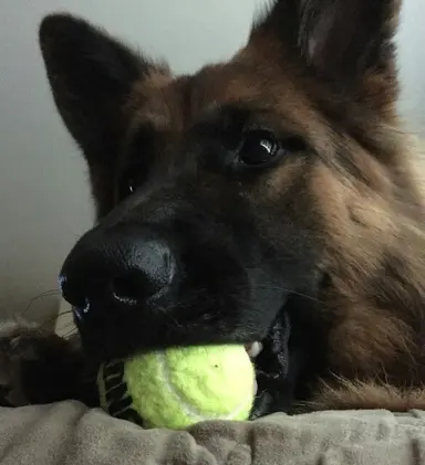 Profile image of Ace