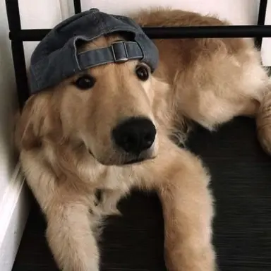 Profile image of Finn