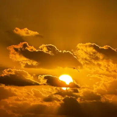 Profile image of 키츠네 미오