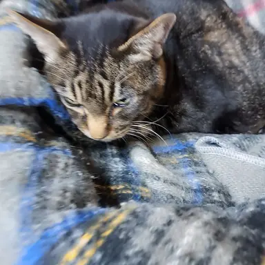 Profile image of みかん