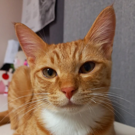 치즈