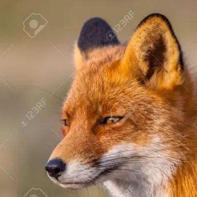 Profile image of 여우