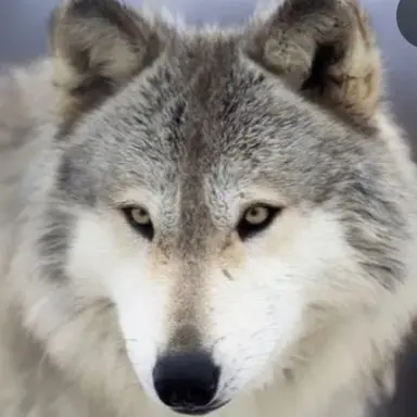 Profile image of 늑대