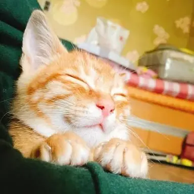 Profile image of 모짜