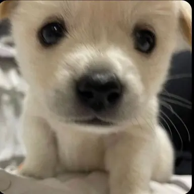 Profile image of 뽀얌