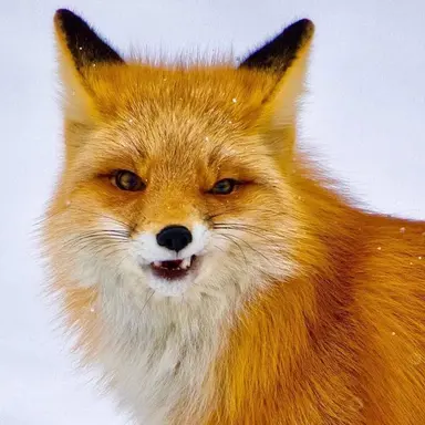 Profile image of 여우나