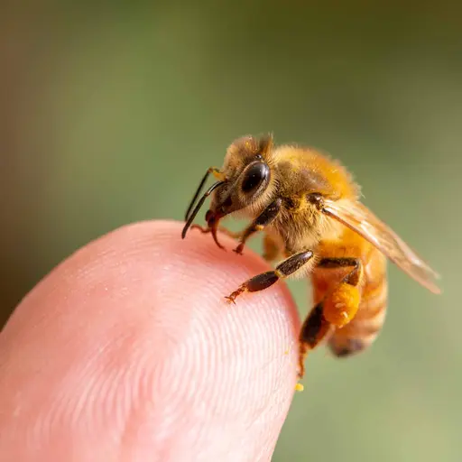 iwasitaSara의 ミツバチちゃん🐝