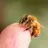 ミツバチちゃん🐝
