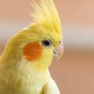 Profile image of 앵무새