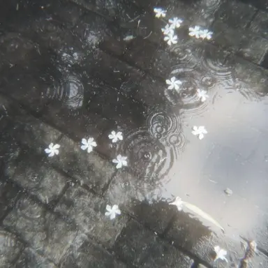 Profile image of 칼리엘