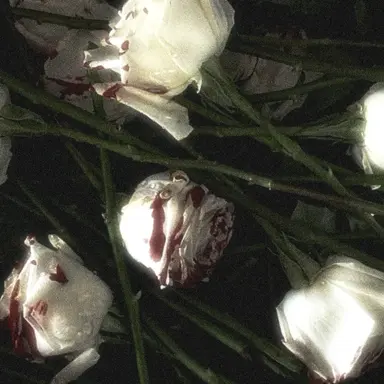 Profile image of 레이스