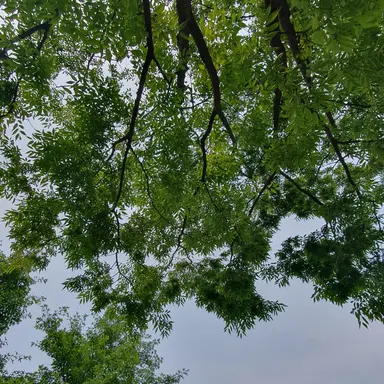 Profile image of 미호