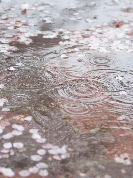 afuuuuka1582의 春雷